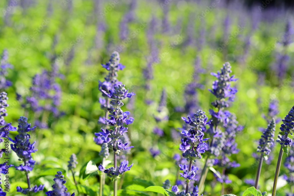 Beautiful flowers in the garden Blooming in the summer.Landscaped Formal Garden	