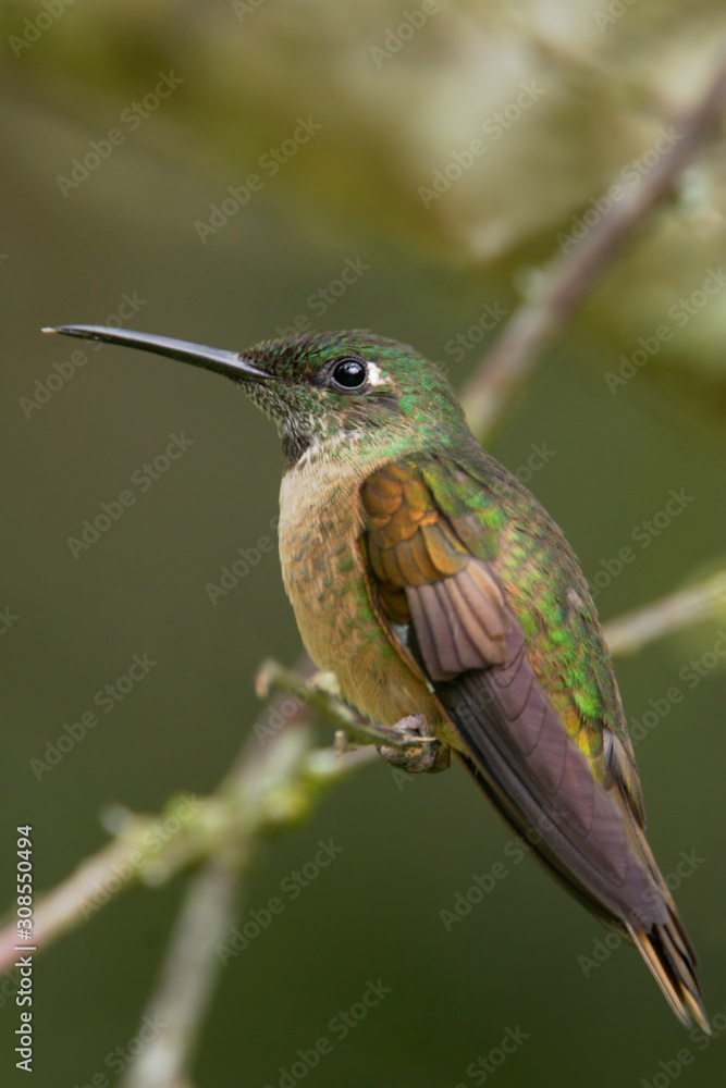 Fototapeta premium Fawn-breasted Brilliant (Heliodoxa rubinoides) on branch, Alambi Cloudforest, Ecuador