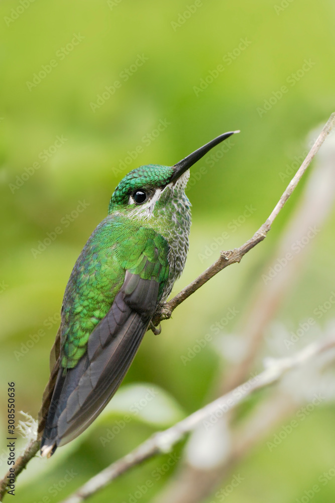 Fototapeta premium Green-crowned Brilliant (Heliodoxa jacula) female on branch, Alambi Cloudforest, Ecuador