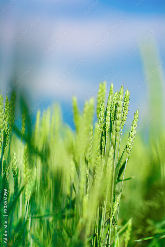 Organic green wheat close up