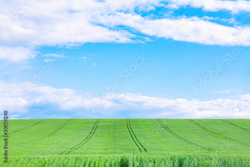 Green wheat field and blue sky