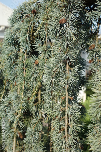 Cascading pine with tufts of pointed, water-menthe leaves.