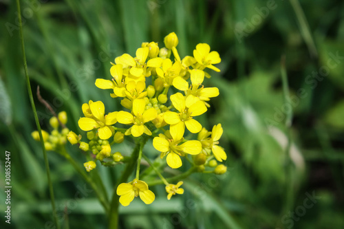 Yellow wildflowers called Flower of Saint Joan, Galium verum