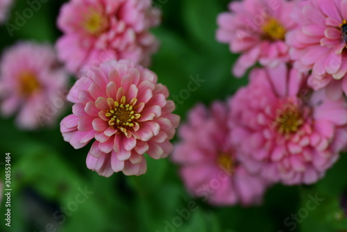 Beautiful flowers in the garden Blooming in the summer.Landscaped Formal Garden 