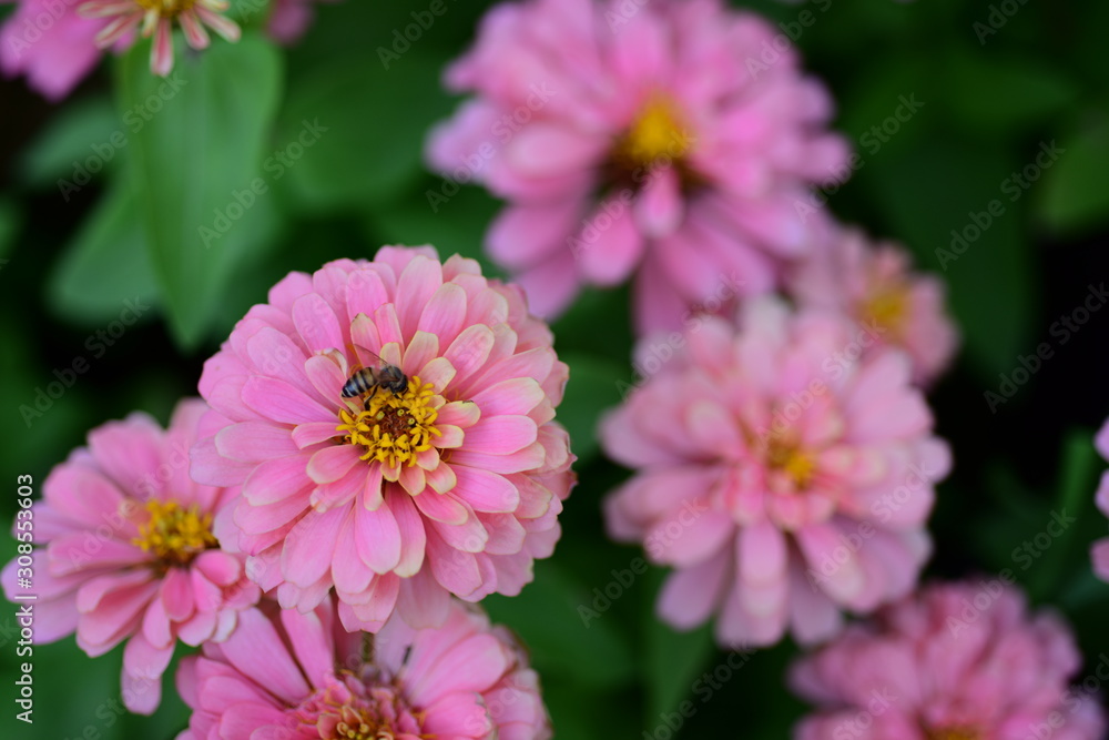 Obraz premium Beautiful flowers in the garden Blooming in the summer.Landscaped Formal Garden 