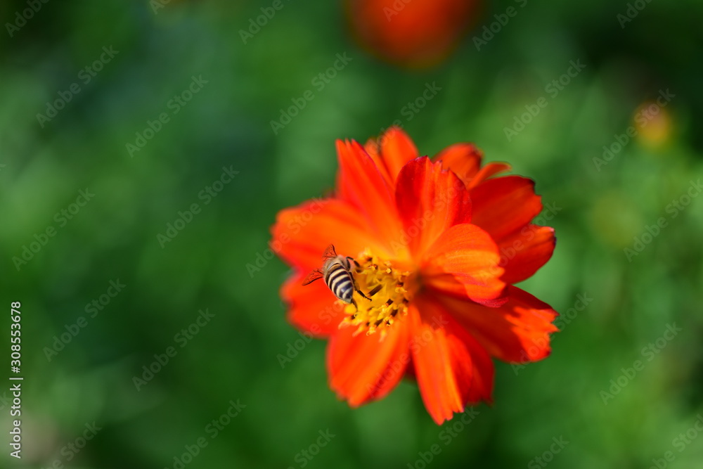 Beautiful flowers in the garden Blooming in the summer.Landscaped Formal Garden Beautiful flowers in the garden Blooming in the summer.Landscaped Formal Garden