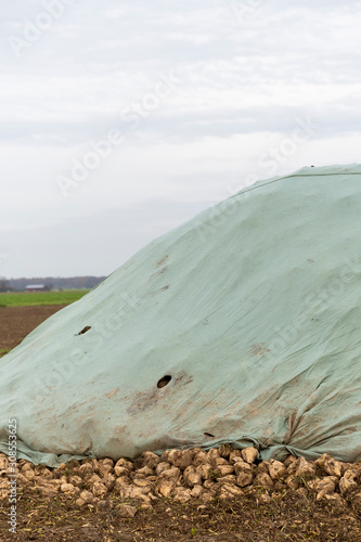 Zuckerrueben unter einer Plane auf einem Feld. Nach der Ernte warten sie auf den Abtransport. photo