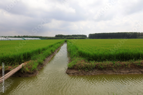 Paddy Field Scenery  North China Plain