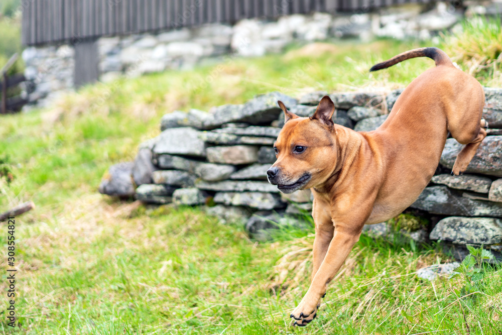 Active and happy Staffordshire bull terrier are running/fetching stick outdoors in nature. Pet photography, dogs, animal and activation concept.