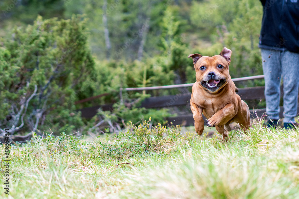 Active and happy Staffordshire bull terrier are running/fetching stick outdoors in nature. Pet photography, dogs, animal and activation concept.