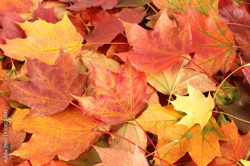 Autumn background - colorful maple leaves