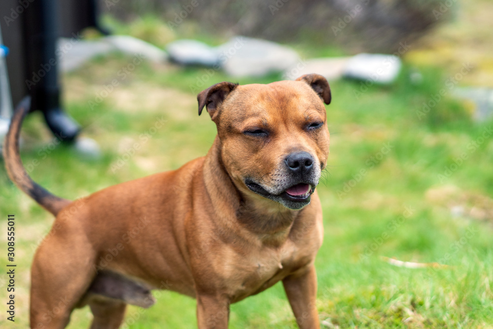 Portrait of beautiful golden staffordshire bull terrier outdoors in natural environments. Dog, pet, terrier and animal photography concept.