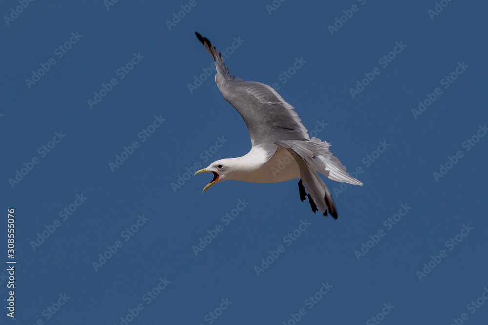 Obraz premium Kittiwake Flying