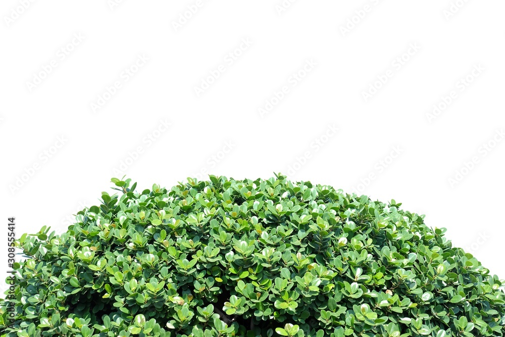 Obraz premium Tropical tree leaves with branches and sun light on white isolated background for green foliage backdrop