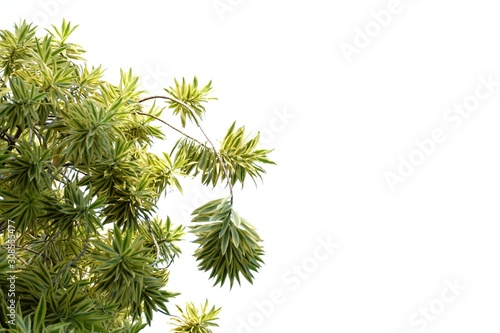 Desert plant leaves with branches growing in botanical garden on white isolated background for green foliage backdrop © Oradige59