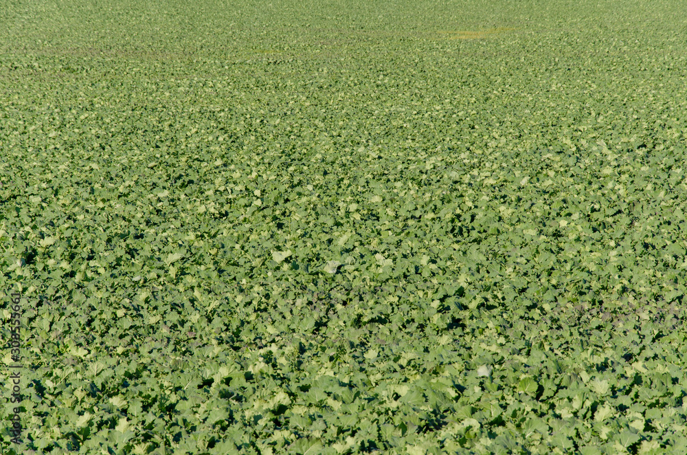 Beet field at the beginning of the autumn season. Rustic background. Beet field at the beginning of the autumn season. Rustic background.
