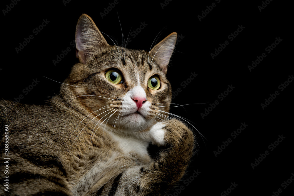 Studio shot of an adorable gray and brown tabby cat lying on black background