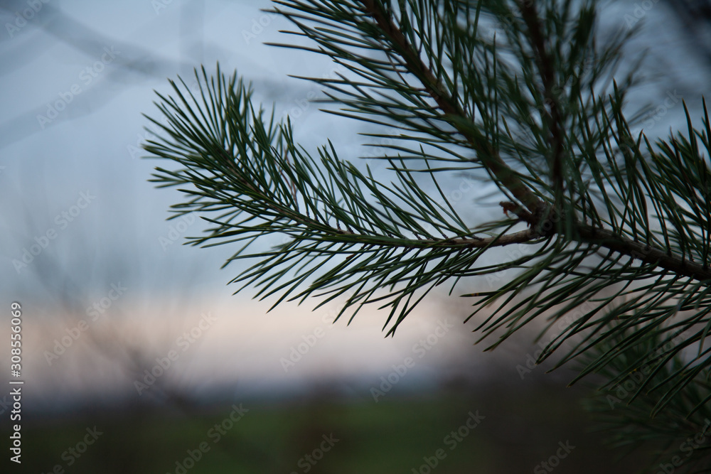 Świąteczna gałązka naturalna dzewa iglastego Świąteczna gałązka naturalna dzewa iglastego