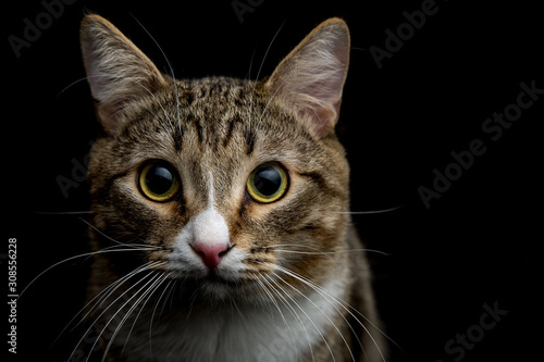 Studio shot of an adorable gray and brown tabby cat sitting on black background close up isolated