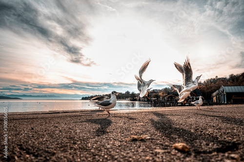 Blick über den Starnberger See	