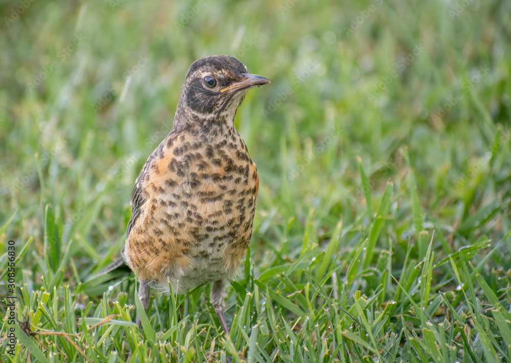 Fototapeta premium Young American Robin in Grass