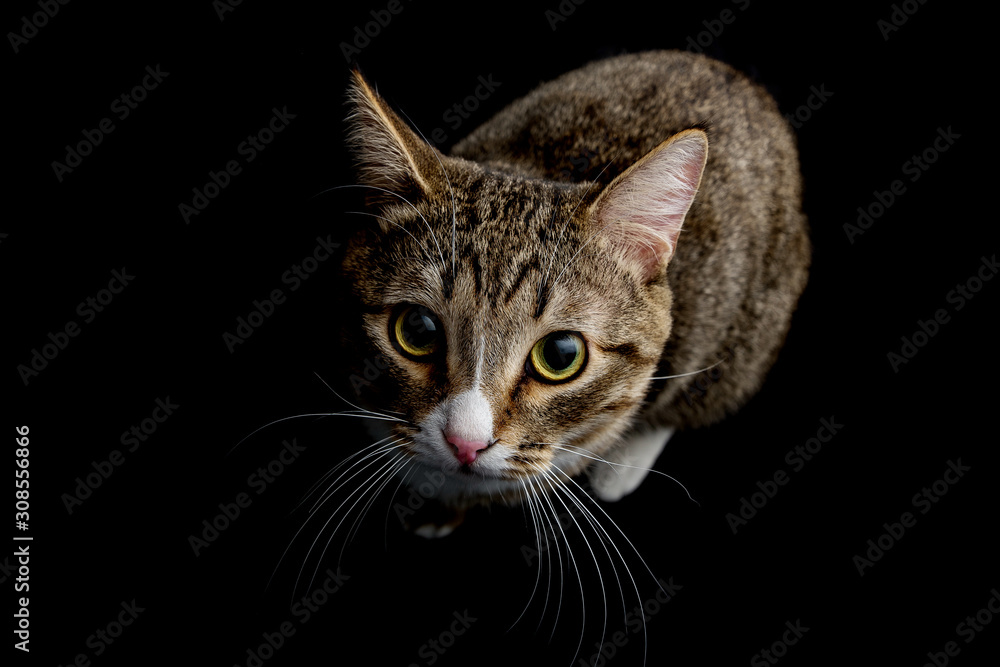 Studio shot of an adorable gray and brown tabby cat sitting on black background top isolated