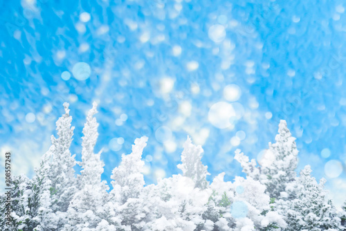 Snowy winter background of falling snowballs, lens flares and the top of snowy Christmas trees on a beautiful blue background