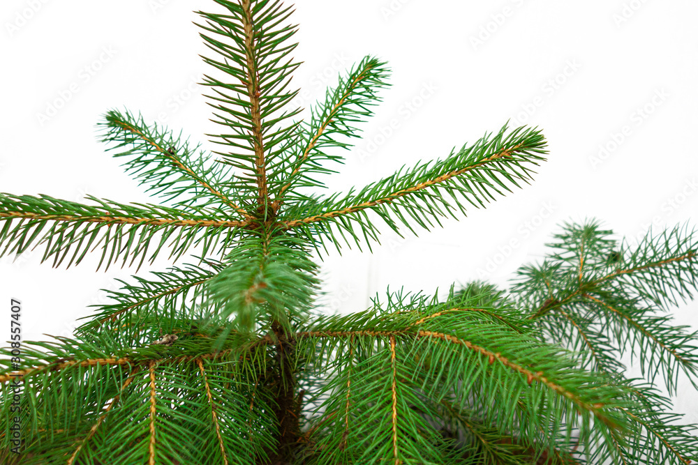 Fir branch closeup isolated on a white background. Christmas tree element of decoration for design of New Year season