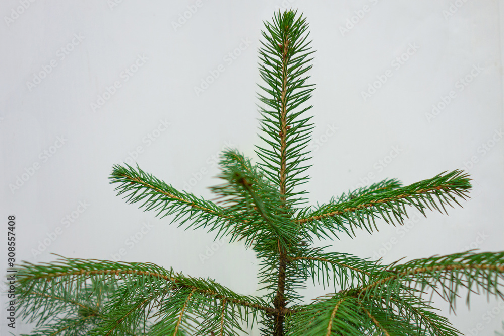 Naklejka premium Fir branch closeup isolated on a white background. Christmas tree element of decoration for design of New Year season
