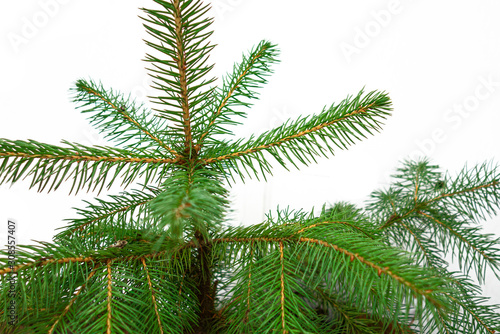 Fir branch closeup isolated on a white background. Christmas tree element of decoration for design of New Year season © Dmytro