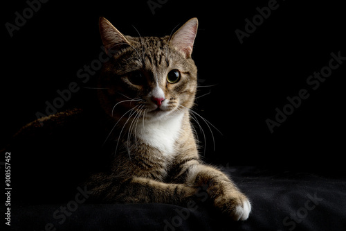 Studio shot of an adorable gray and brown tabby cat lying on black background © mantisphoto