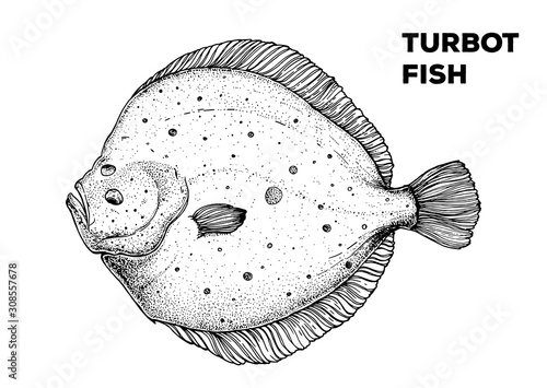 Fototapeta Turbot fish sketch