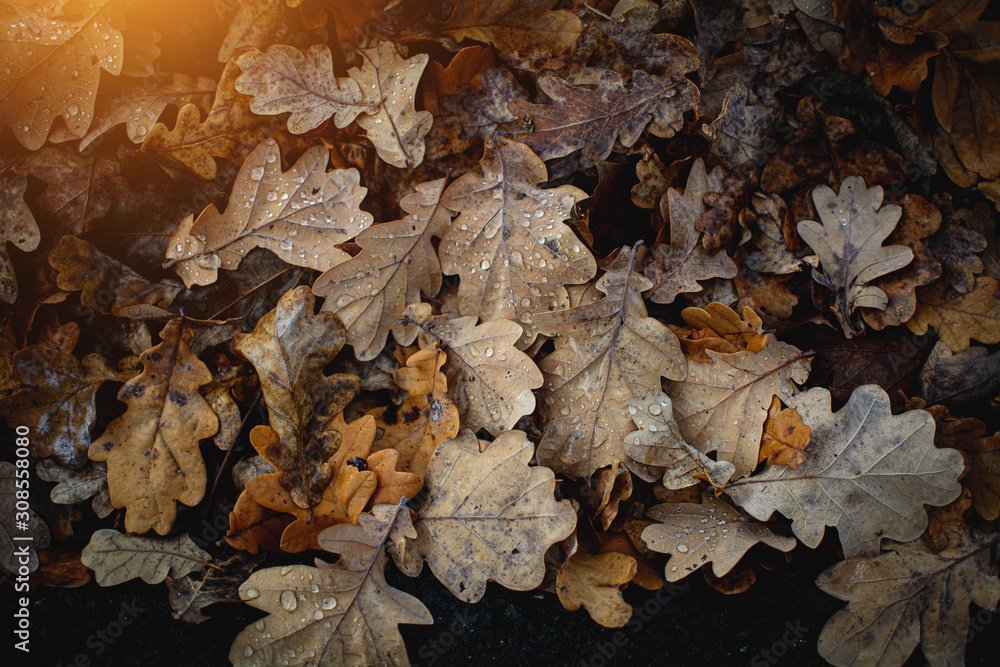 Herbst Hintergrund für Grafiker