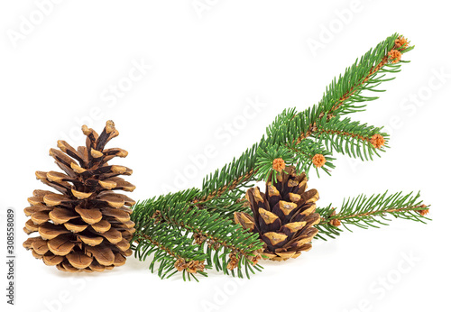 Branch of fir tree and two fir cones, isolated on a white background.