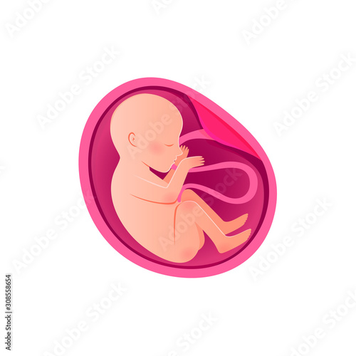 Embryo Development isolated icon. Pregnancy, fetal foetus development. 