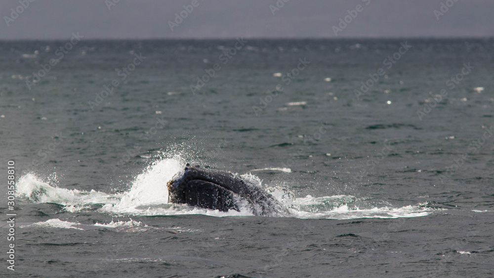 Fototapeta premium Baleine à bosse dans le Parc marin Francisco Coloane