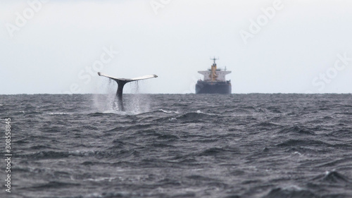 La baleine et le pétrolier