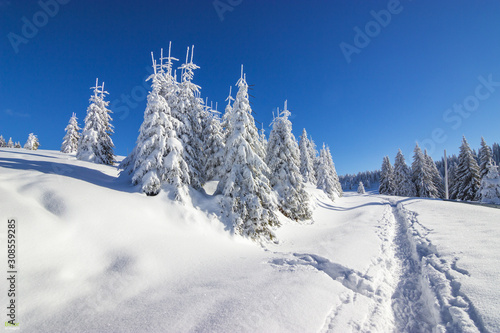 Winter Landscape. Snow Trees, blue sky