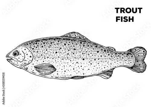 Trout fish sketch. Hand drawn vector illustration. Seafood design element for packaging. Engraved style illustration. Can used for packaging design. Trout fish label.