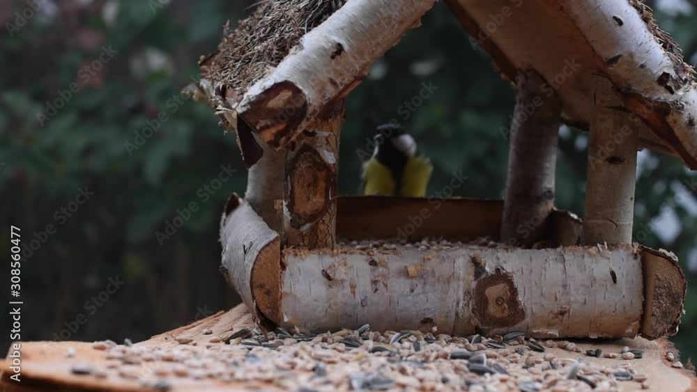 Great tit, sparrow eat seeds in the garden, soft focus, close up Great tit, sparrow eat seeds in the garden, soft focus, close up