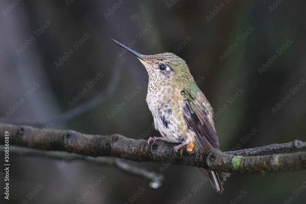 Fototapeta premium Colibri du Chili posé dans un arbre