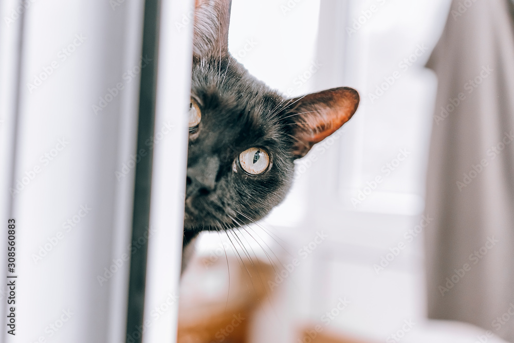 Foto Black cool cat peeps through the window.