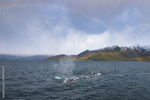 Faune et paysage du détroit de Magellan 