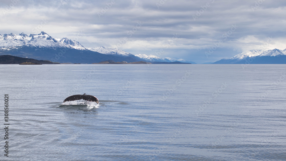 Fototapeta premium Baleine à bosse dans le canal de Beagle, Ushuaïa 