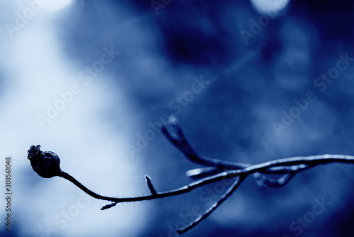 Classic Blue. Color of the Year 2020. dry sprig of the plant on blurred background