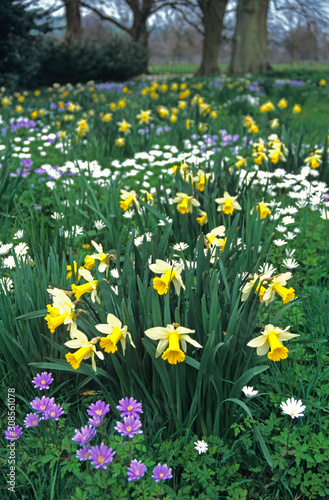 Spring display of Daffodils and Anemone blanda in a country garden