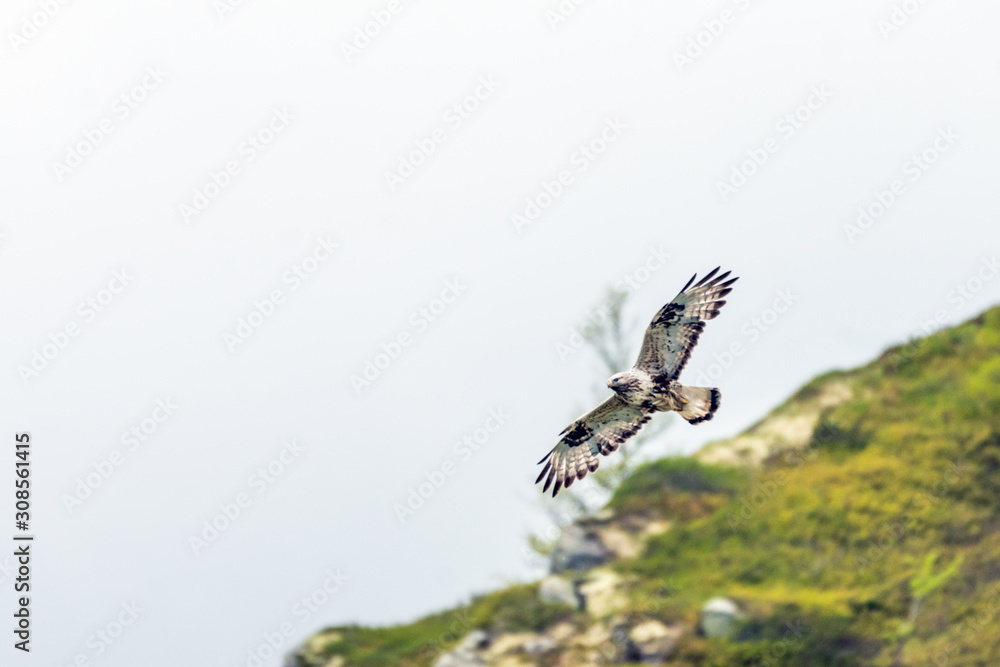 Obraz premium The rough legged buzzard/buteo lagopus photographed in flight. Birds of prey, predators, wildlife and nature concept.