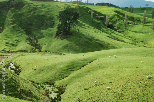 New Zealand - Matamata - land of the hobbits