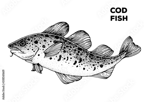 Cod fish sketch. Hand drawn vector illustration. Seafood design element for packaging. Engraved style illustration. Can used for packaging design. Cod fish label