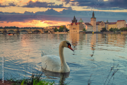 Swans on the river Vltava in Prague